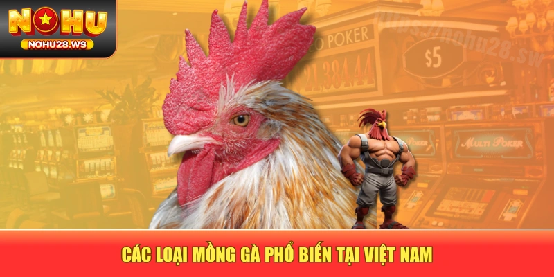 Các loại mồng gà phổ biến tại Việt Nam Các loại mồng gà phổ biến tại Việt Nam