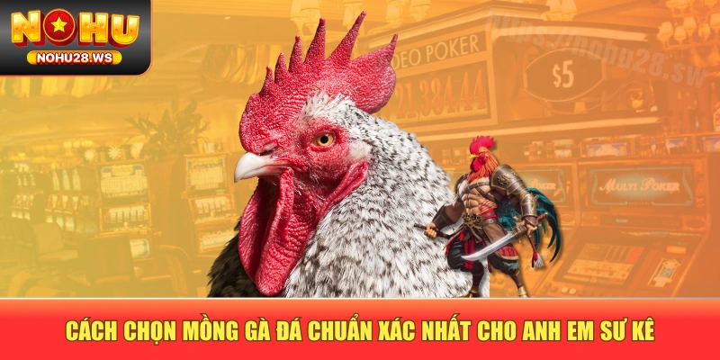 Cách chọn mồng gà đá chuẩn xác nhất cho anh em sư kê Cách chọn mồng gà đá chuẩn xác nhất cho anh em sư kê
