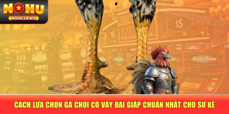 Cách lựa chọn gà chọi có vảy đại giáp chuẩn nhất cho sư kê Cách lựa chọn gà chọi có vảy đại giáp chuẩn nhất cho sư kê