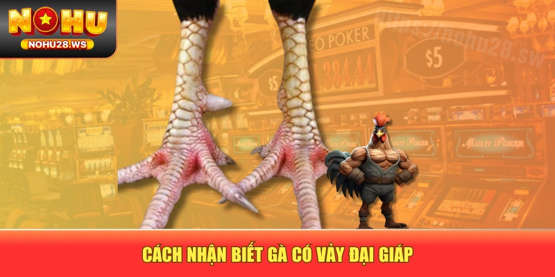 Cách nhận biết gà có vảy đại giáp Cách nhận biết gà có vảy đại giáp