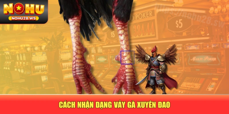 Cách nhận dạng vảy gà xuyên đao Cách nhận dạng vảy gà xuyên đao