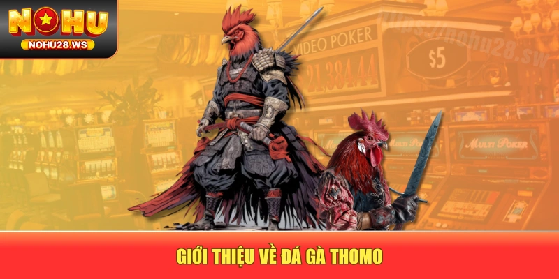 Giới thiệu về đá gà Thomo Giới thiệu về đá gà Thomo