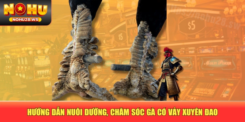 Hướng dẫn nuôi dưỡng, chăm sóc gà có vảy xuyên đao Hướng dẫn nuôi dưỡng, chăm sóc gà có vảy xuyên đao