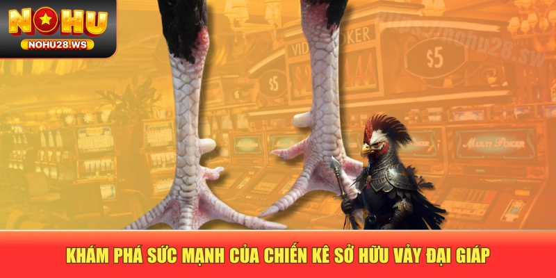 Khám phá sức mạnh của chiến kê sở hữu vảy đại giáp Khám phá sức mạnh của chiến kê sở hữu vảy đại giáp