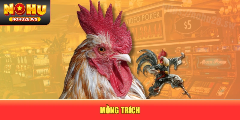 Mồng trích Mồng trích
