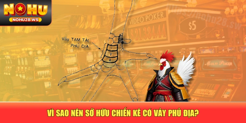 Vì sao nên sở hữu chiến kê có vảy phủ địa? Vì sao nên sở hữu chiến kê có vảy phủ địa?